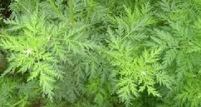 Artemisia annua L. F. Macrocephala Pamp