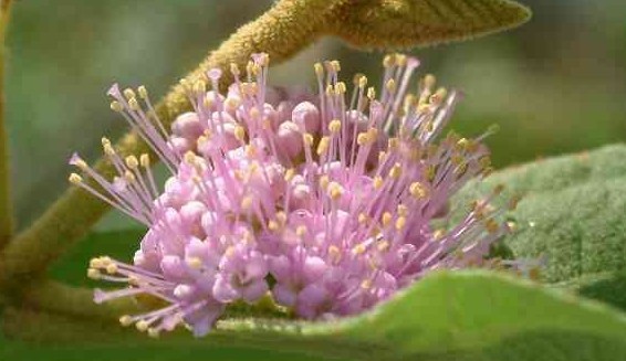 Callicarpa pedunculata R. Brown