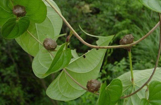 Dioscorea bulbifera L.