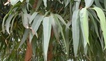 Eucalyptus robusta Smith