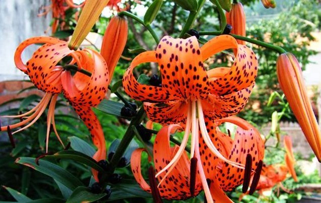 Lilium lancifolium Thunb.