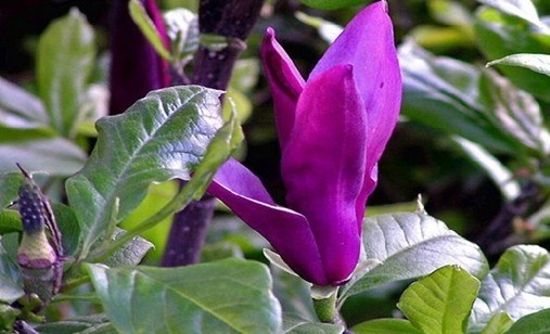 Magnolia liliiflora Desr.