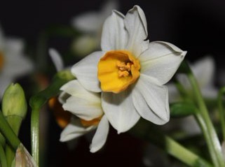 Narcissus tazetta var.chinensis Roem