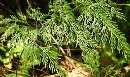 Onychium japonicum (Thunb.) Kunze