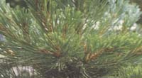 Pinus cerebral