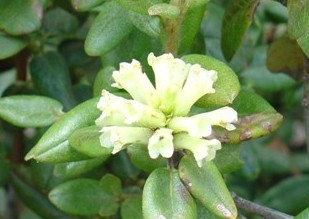 Rhododendron anthopogonoides Maxim.