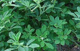Stevia rebaudiana (Bertoni) Hemsl
