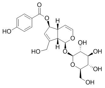 6-O-p-Hydroxybenzoylaucubin