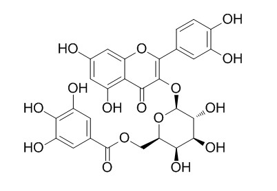 Quercetin 3-O-(6-galloyl)-beta-D-galactopyranoside