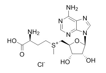 S-(5-Adenosyl)-L-methionine chloride