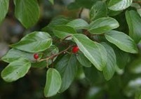 Acacia catechu (L.F.) Willd.