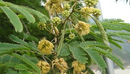 Acacia farnesiana (L.) Willd.