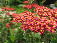 Achillea millefolium