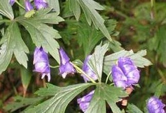 Aconitum carmichaeli Debx