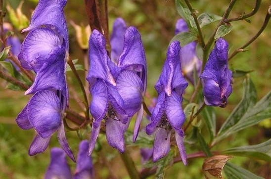 Aconitum kusnenzoffii Reichb.