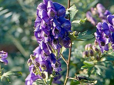 Aconitum nagarum Stapf var. lasianduum W.T.Wang