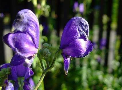 Aconitum napellus L.