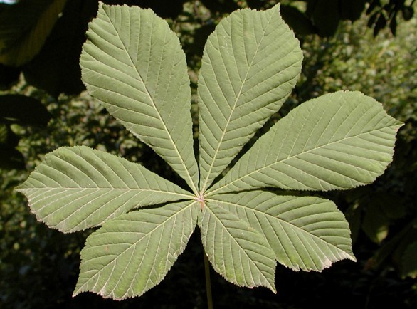 Aesculus hippocastanum L.