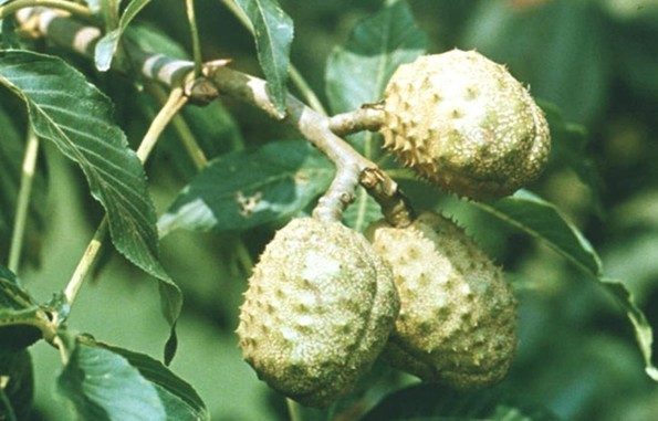 Aesculus wilsonii Rehd.