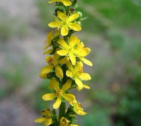 Agrimonia eupatoria