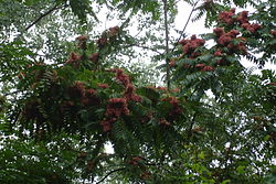 Ailanthus altissima