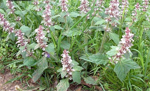 Ajuga ciliata Bunge.