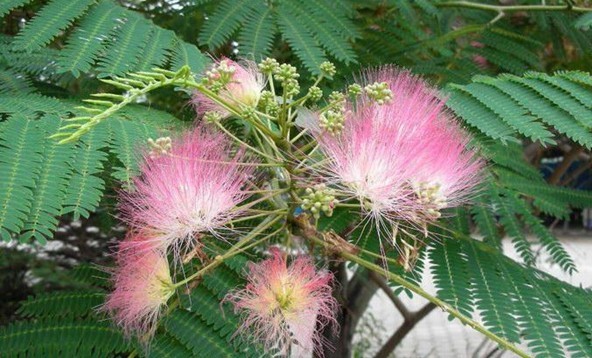 Albizzia julibrissin Durazz