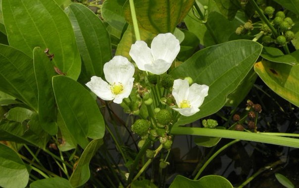 Alisma plantago-aquatica L.