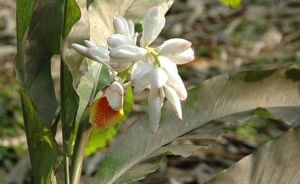 Alpinia katsunadia Hayata