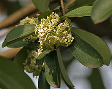 Alstonia scholaris