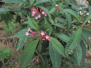 Alstonia yunnanensis