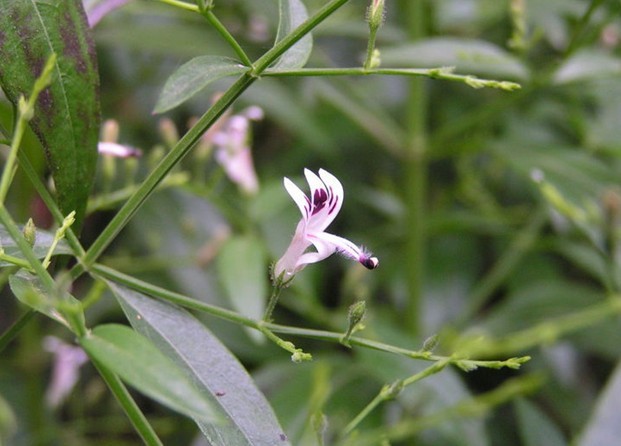 Andrographis paniculata (Burm. f.) Nees