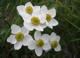 Anemone cathayensis Kitag.