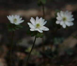 Anemone raddeana Regel