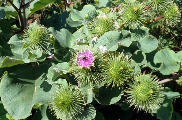 Arctium lappa L.