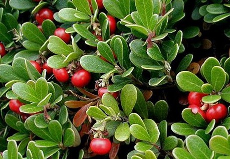 Arctostaphylos uva-ursi (L.) Spreng.