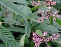 Ardisia humilis