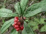 Ardisia japonica (Thunb) Blume