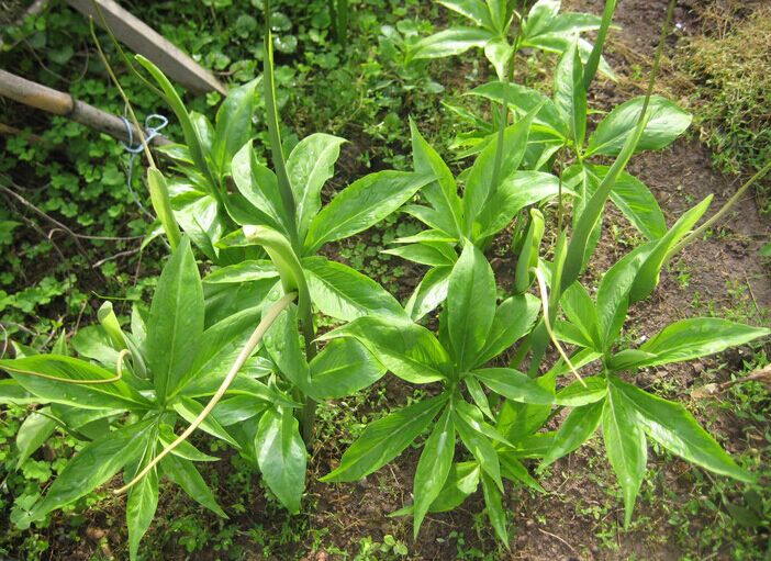 Arisaema erubescens