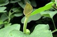 Aristolochia contorta Bge.