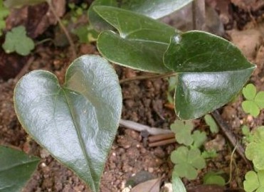 Aristolochia fangchi Y. C. Wu ex L. D. Chou et S. M. Hwang