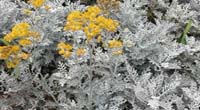 Artemisia absinthium L.