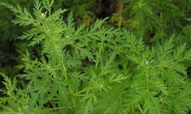 Artemisia annua L.