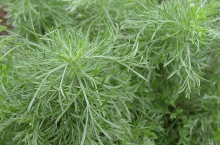 Artemisia scoparia Waldst. et Kit.