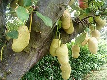 Artocarpus heterophyllus