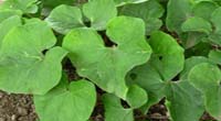 Asarum sieboldii Miq.