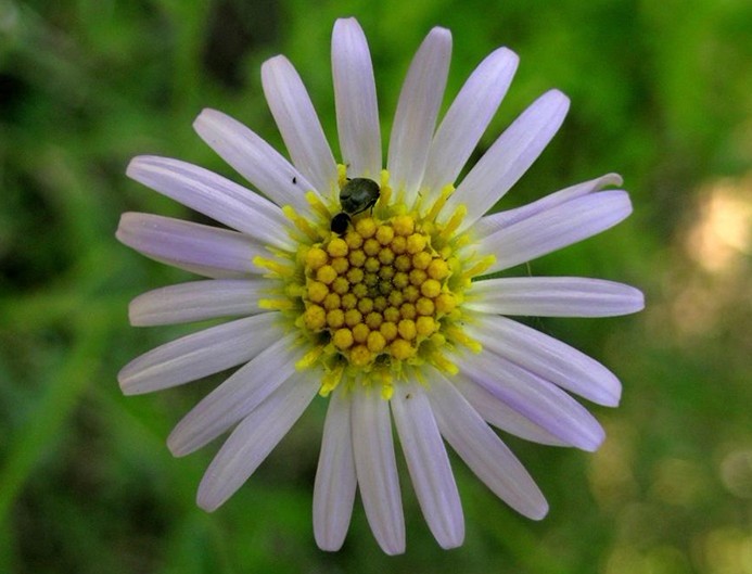 Aster tataricus L. f.