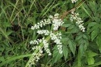 Astilbe chinensis (Maxim.) Franch. et Sav.