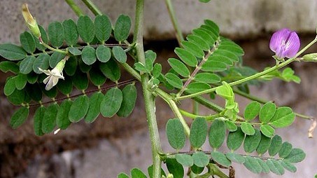 Astragalus complanatus R. Brown.