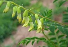 Astragalus membranaceus (Fisch.) Bunge